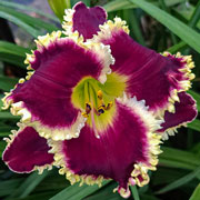 Sexy Beast Daylily